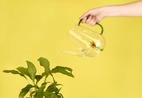Vattenkanna Botanical, Solros 1,0l