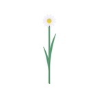 Bokmärke Blomma, Prästkrage, Vit