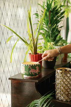 Doftljus Jumbo A Dopo 680 gr Tiger - Black Cedar & Fig