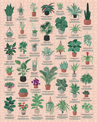 Pussel House Plants