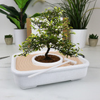 Odlingskit The Art of Bonsai
