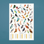*SALE Poster Garden Birds