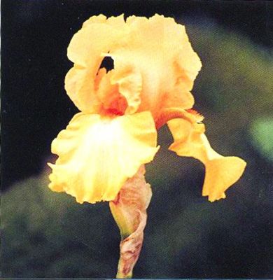 *SALE Minikort Tag/Iris
