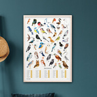 *SALE Poster Garden Birds